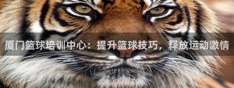 尊龙人生就要博旧版：厦门篮球培训中心：提升篮球技巧，