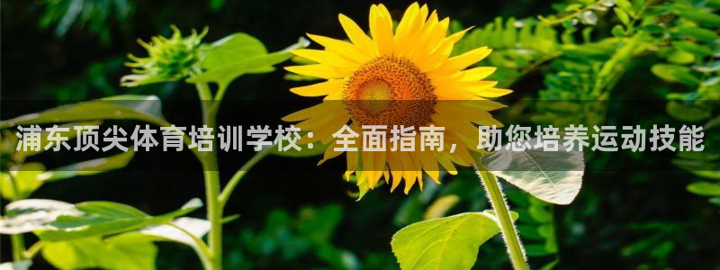 尊龙 中国：浦东顶尖体育培训学校：全面指南，助您培养