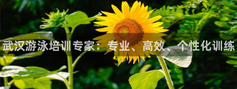 尊龙官网入口：武汉游泳培训专家：专业、高效、个性化训练